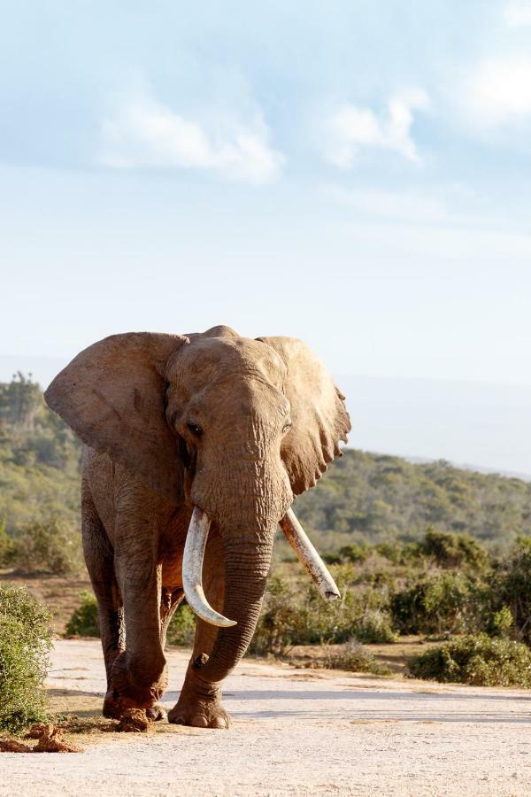 Addo Wildlife Villa Exterior photo